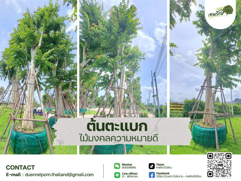 ต้นตะแบก ต้นไม้ประธานไม้มงคล "ดอกสวย"