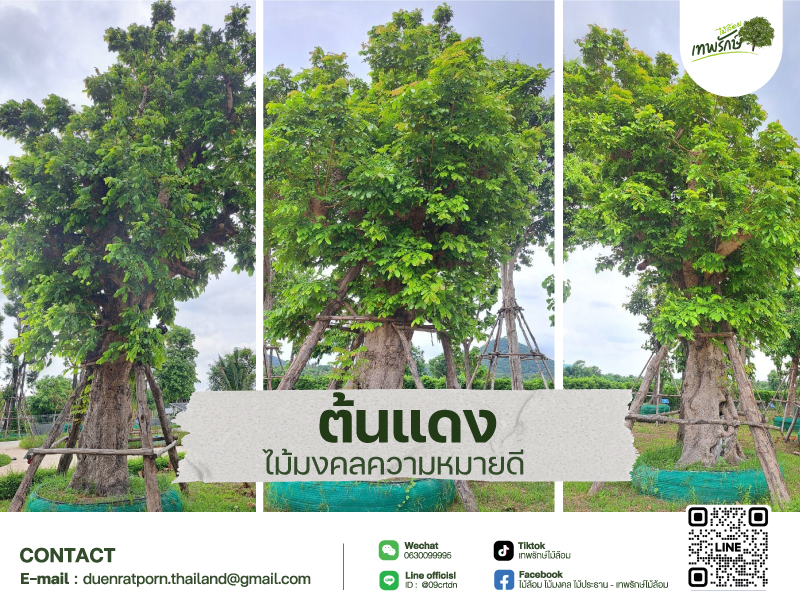 ต้นแดง ไม้มงคล