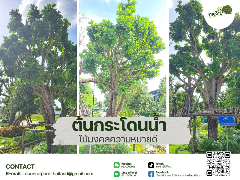 ต้นกระโดนน้ำ หรือต้นจิกน้ำ