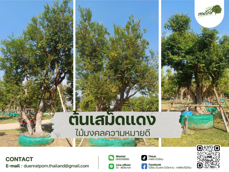 ต้นเสม็ดแดง