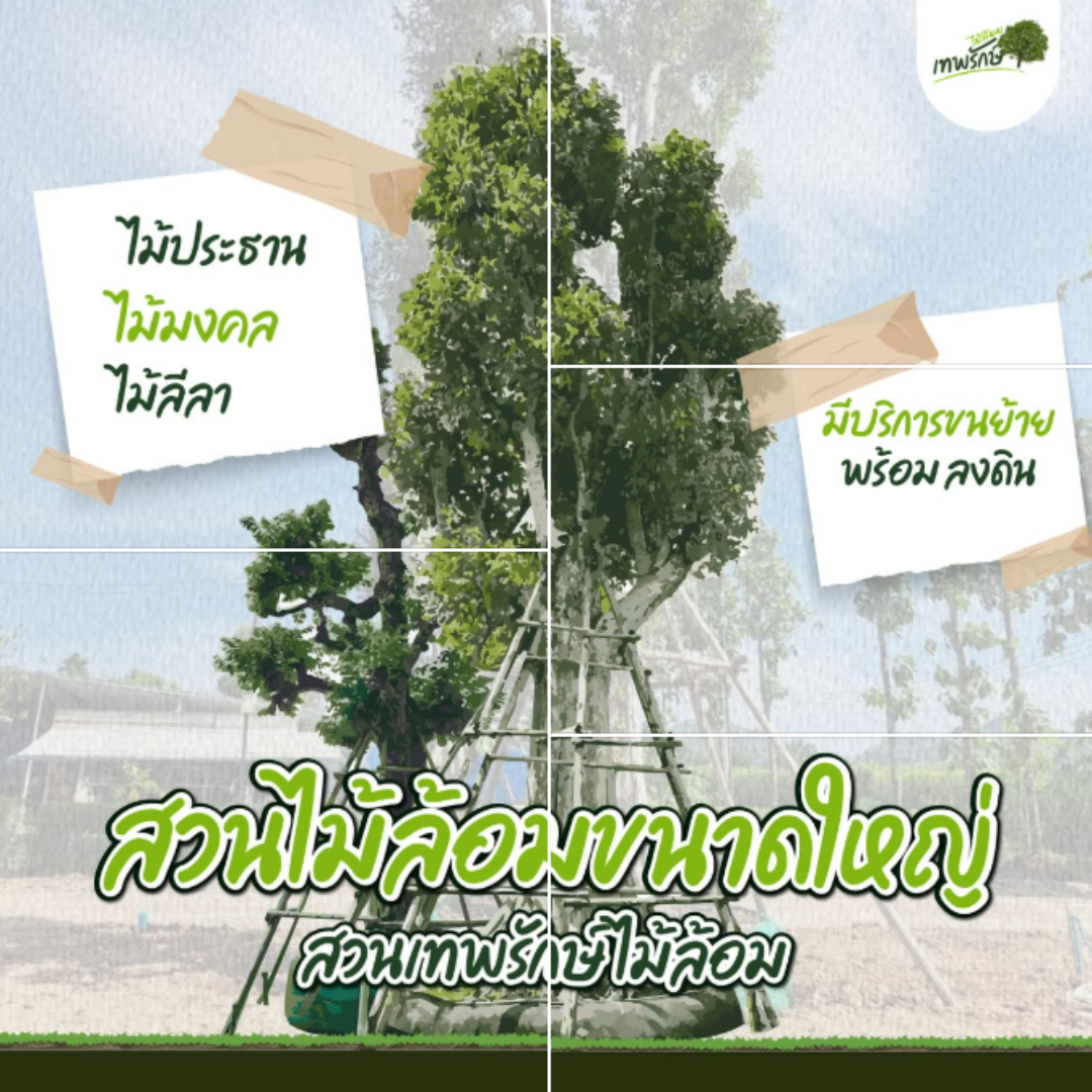 สวนไม้ล้อม ไม้ประธาน ไม้มงคล ขนาดใหญ่