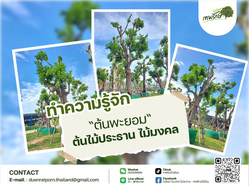 ต้นพะยอม