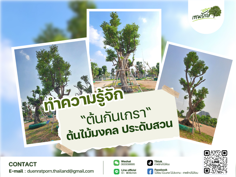 “ต้นกันเกรา” ไม้มงคลปลูกประดับสวน