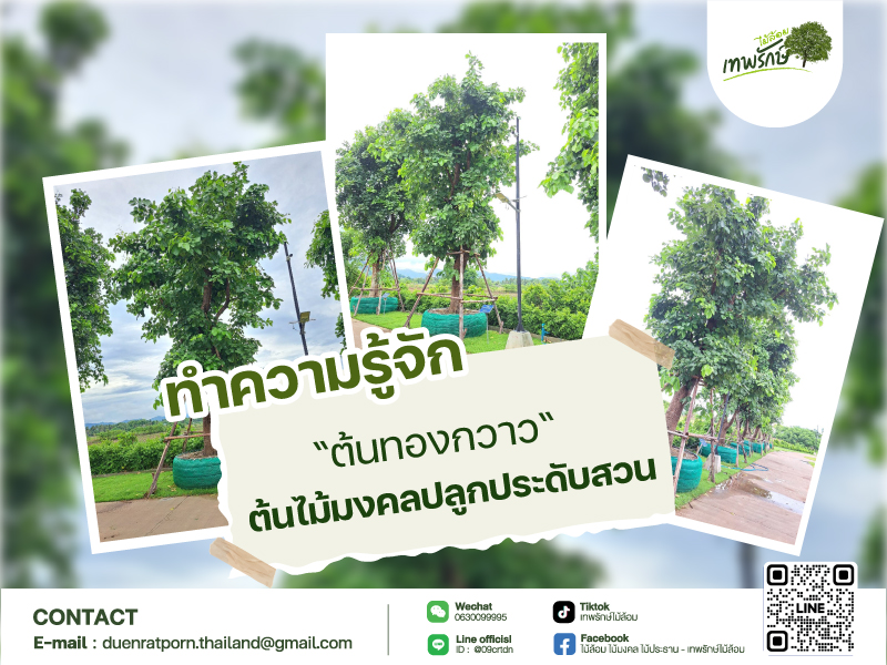 "ต้นทองกวาว ต้นไม้มงคลปลูกประดับสวน”