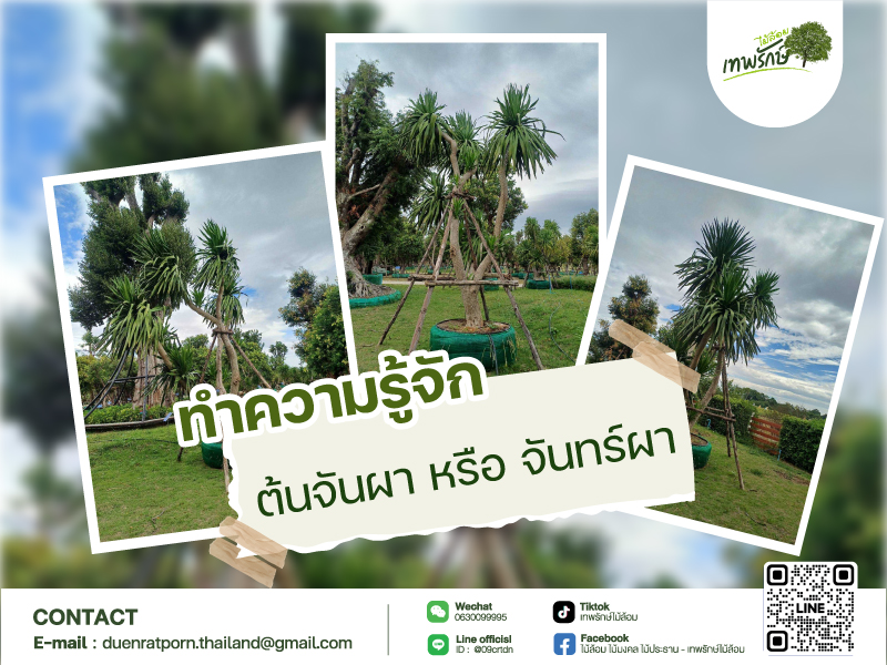 “แนะนำต้น จันผา”