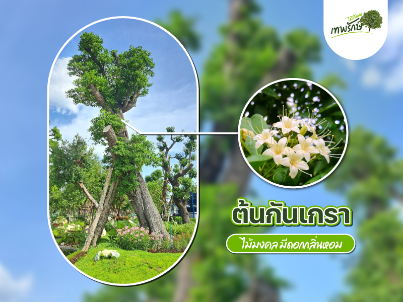 ต้นกันเกรา ต้นไม้มีดอก