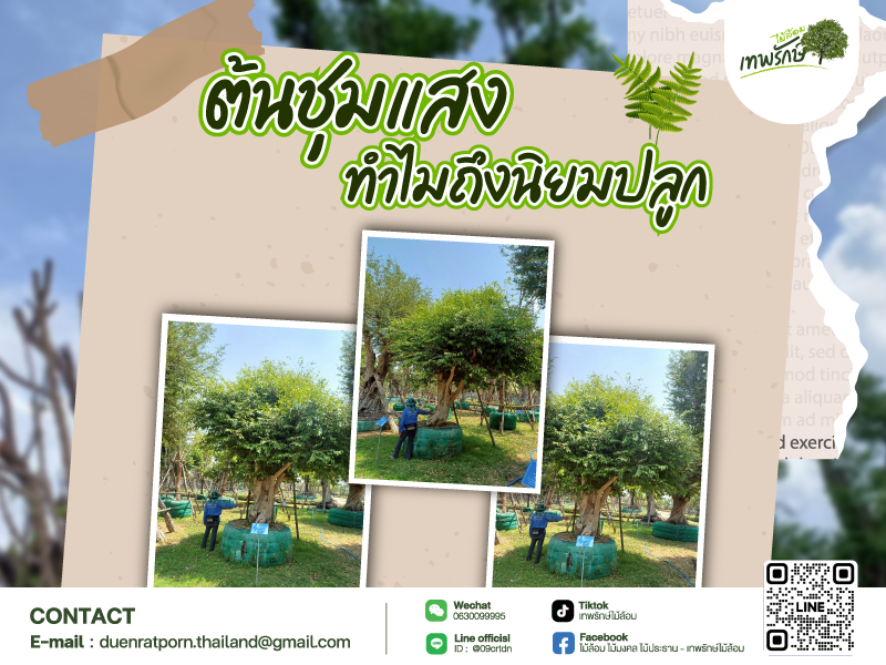 ต้นชุมแสง
