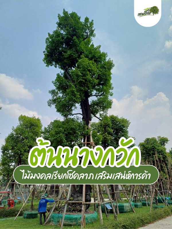 เคล็ดลับการปลูกต้นไม้ประธาน ไม้มงคล