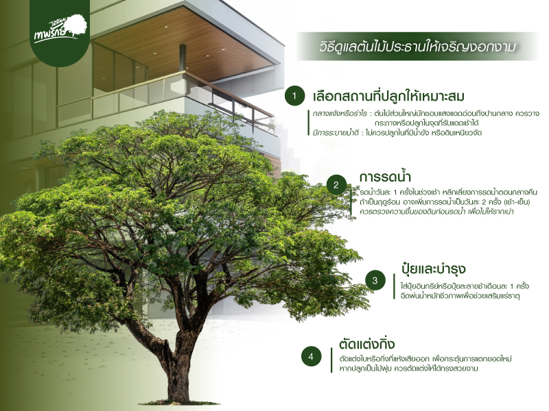 การดูแลต้นไม้ประธาน