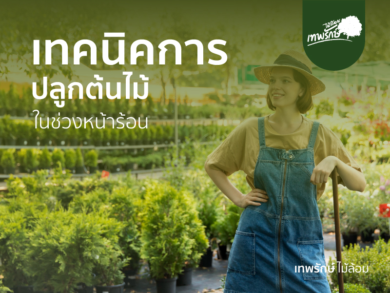 เทคนิคปลูกต้นไม้ในหน้าร้อน