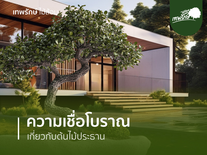 ความเชื่อโบราณการปลูกต้นไม้ประธาน