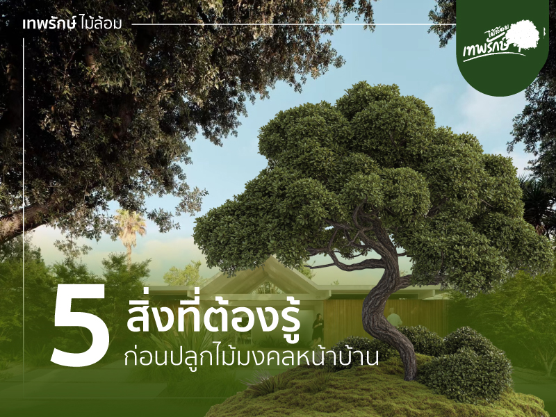 5 สิ่งที่ต้องรู้ปลูกไม้มงคลหน้าบ้าน
