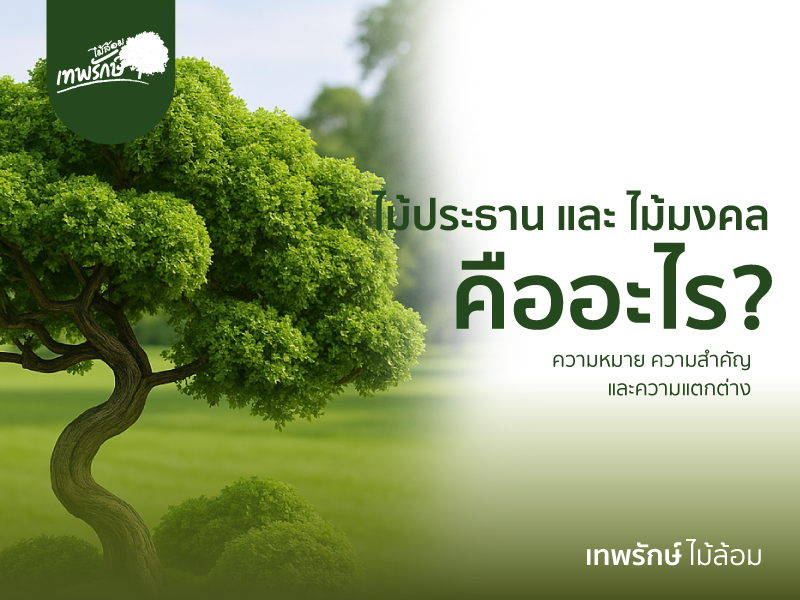 ความหมายไม้มงคล ไม้ประธาน