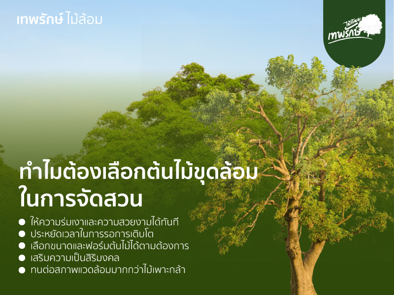 ข้อดีของต้นไม้ขุดล้อม