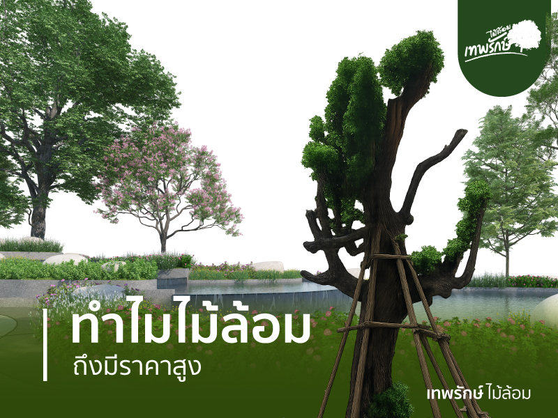 ทำไมไม้ล้อมถึงมีราคาสูง