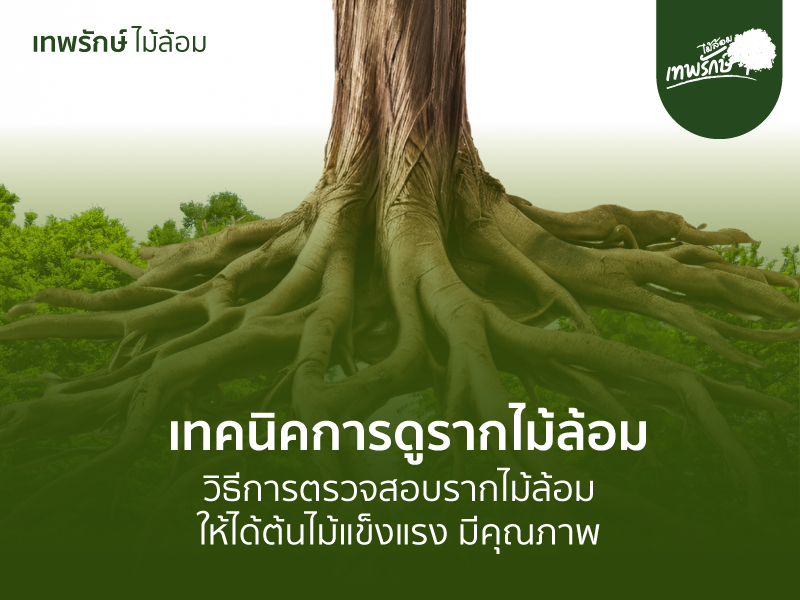 เทคนิดคการดูรากไม้ล้อม