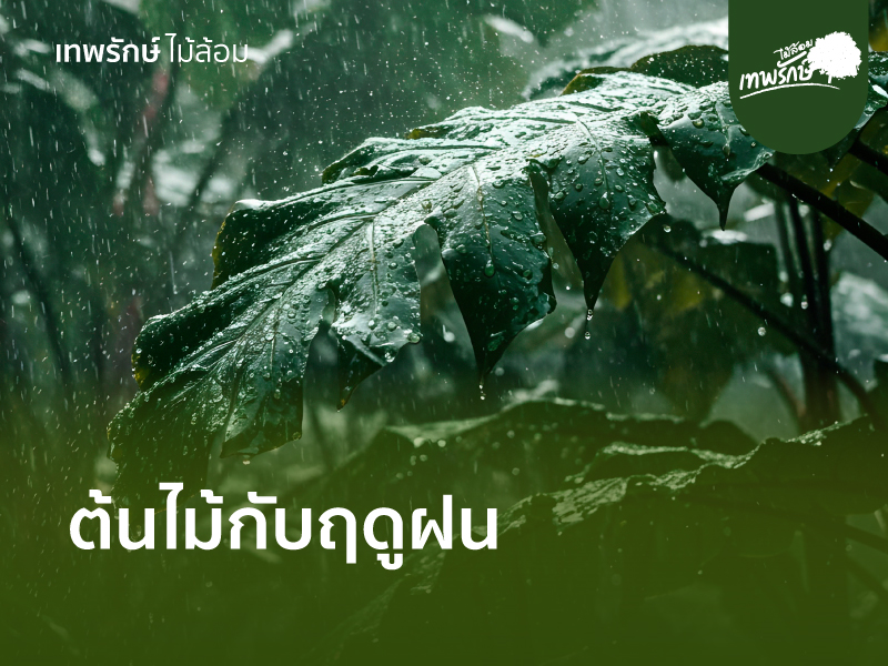 ต้นไม้ในฤดูฝน