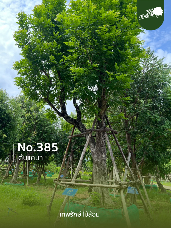 ต้นแคนา No.385