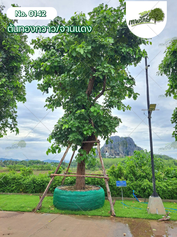 ต้นทองกวาว  No.142