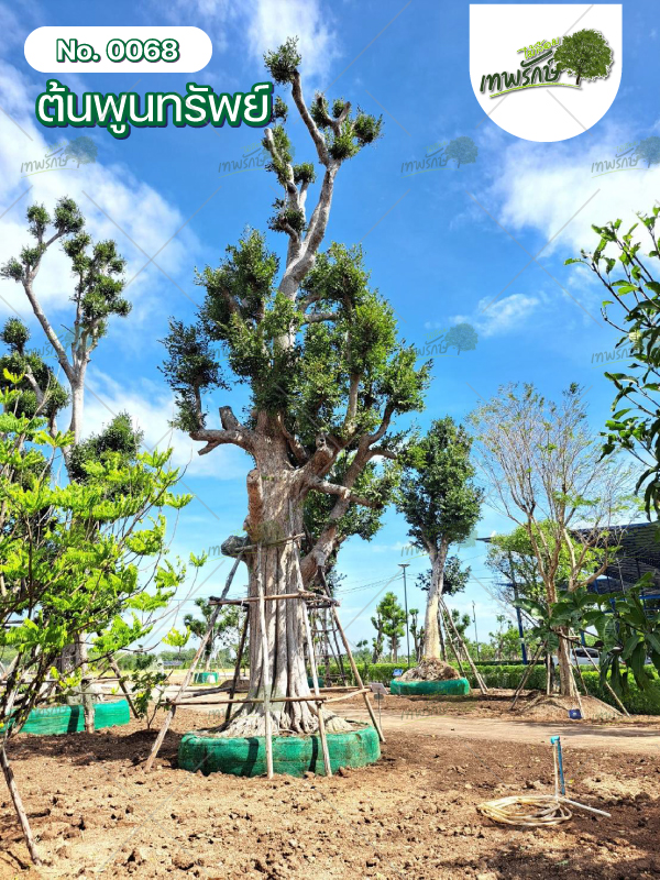 ต้นพูนทรัพย์ No.68