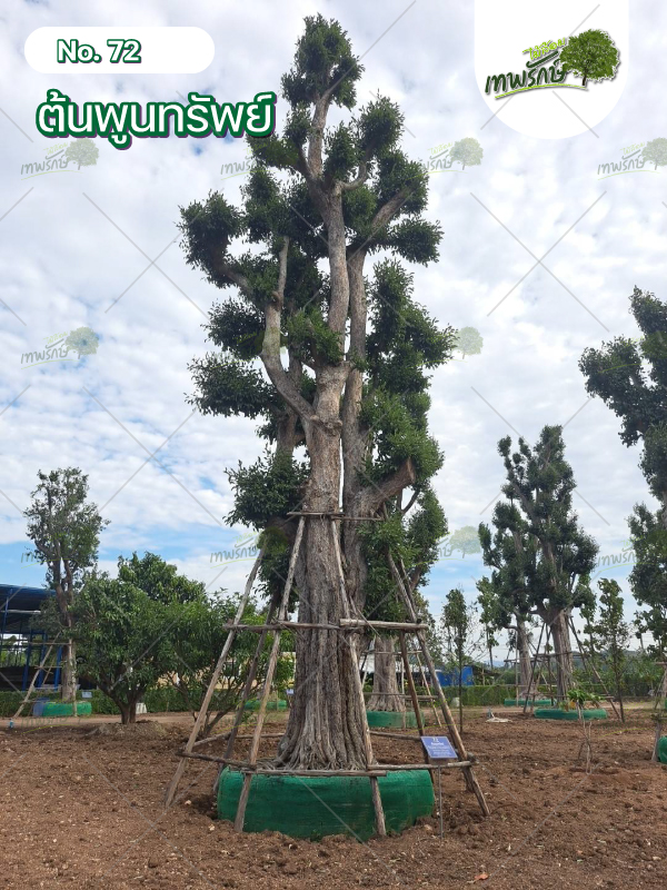 ต้นพูนทรัพย์ No.72
