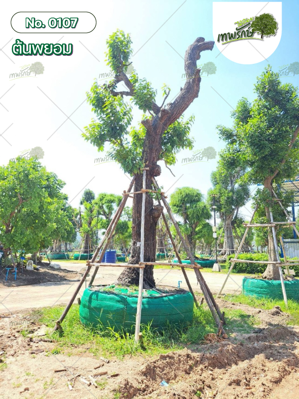 ต้นพะยอม No.107
