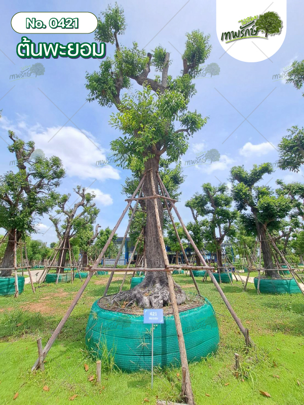 ต้นพะยอม No.421