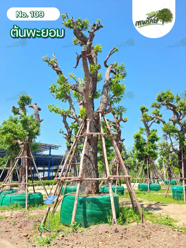 ต้นพะยอม No.109