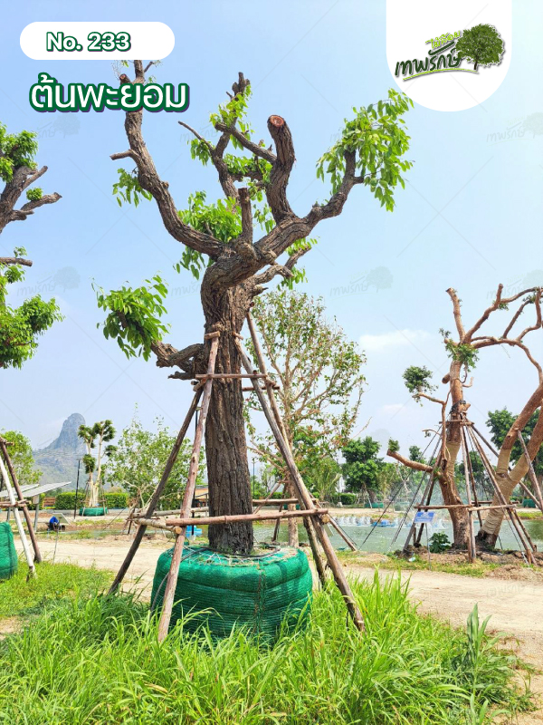ต้นพะยอม No.233