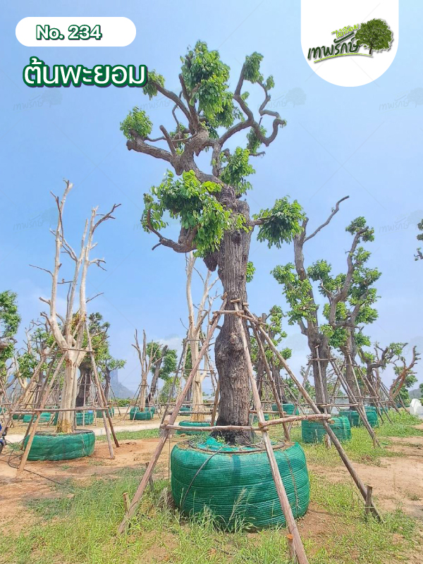 ต้นพะยอม No.234