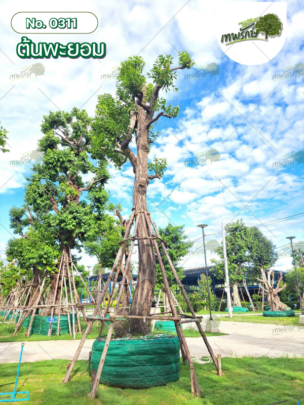 ต้นพะยอม No.311