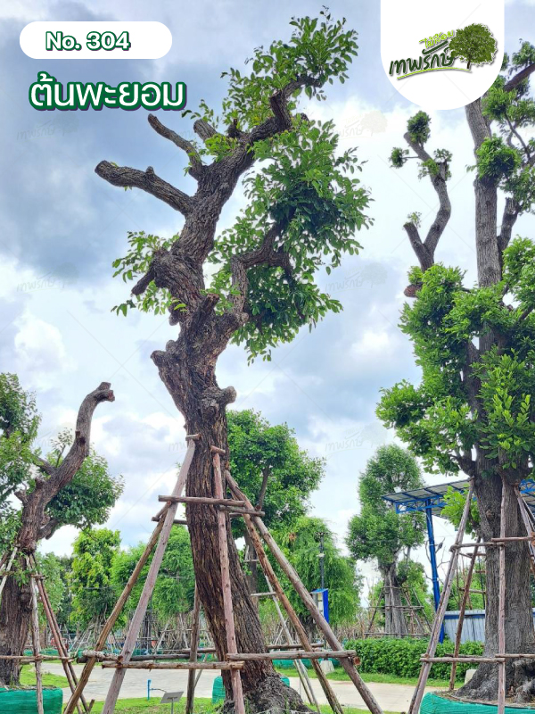 ต้นพะยอม No.304