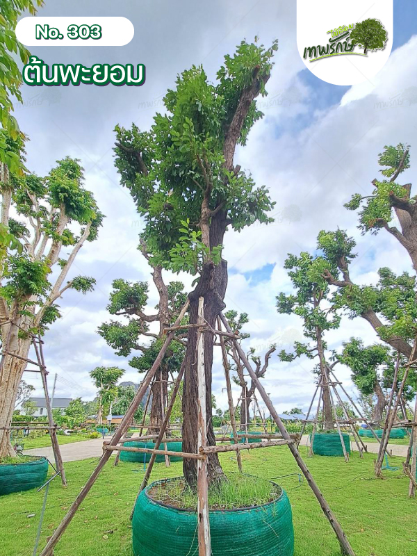 ต้นพะยอม No.303