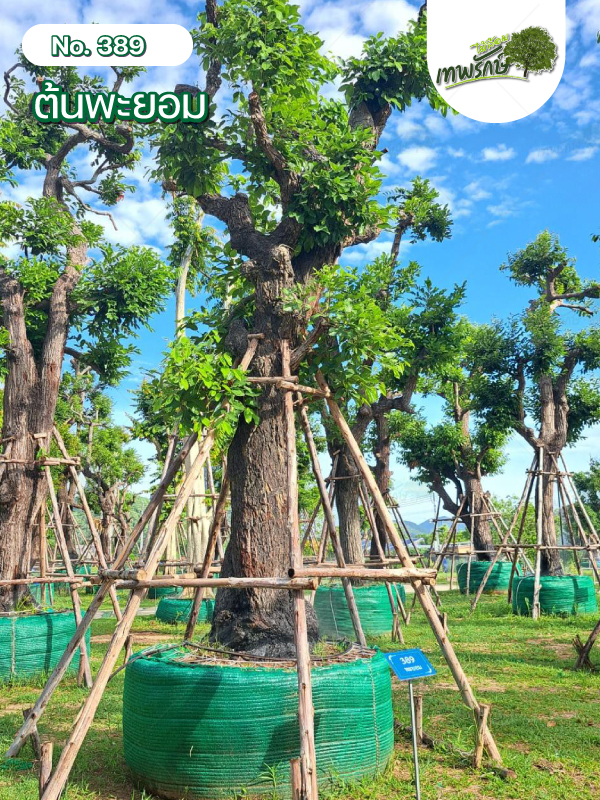 ต้นพะยอม No.389