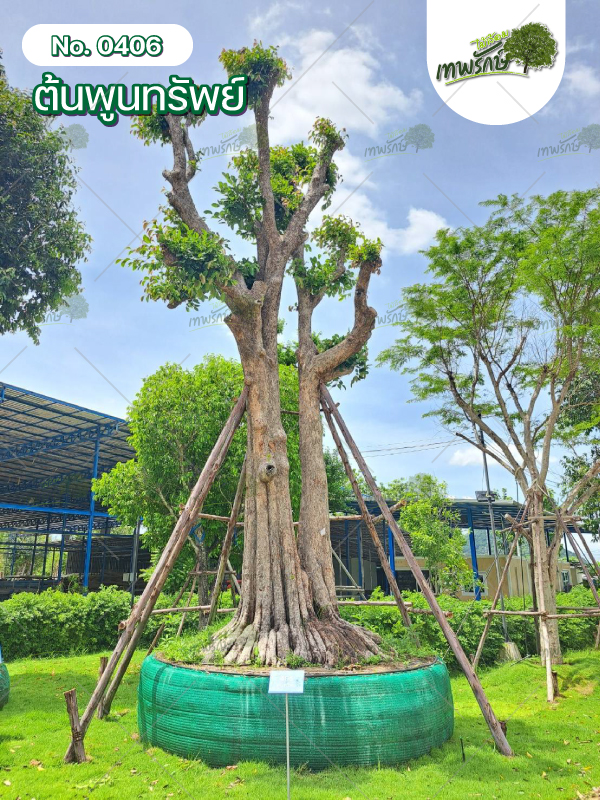 ต้นพูนทรัพย์ No.406