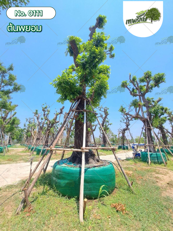 ต้นพะยอม No.111