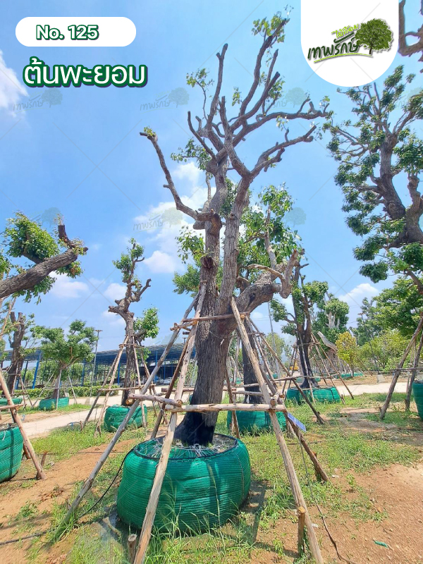 ต้นพะยอม No.125
