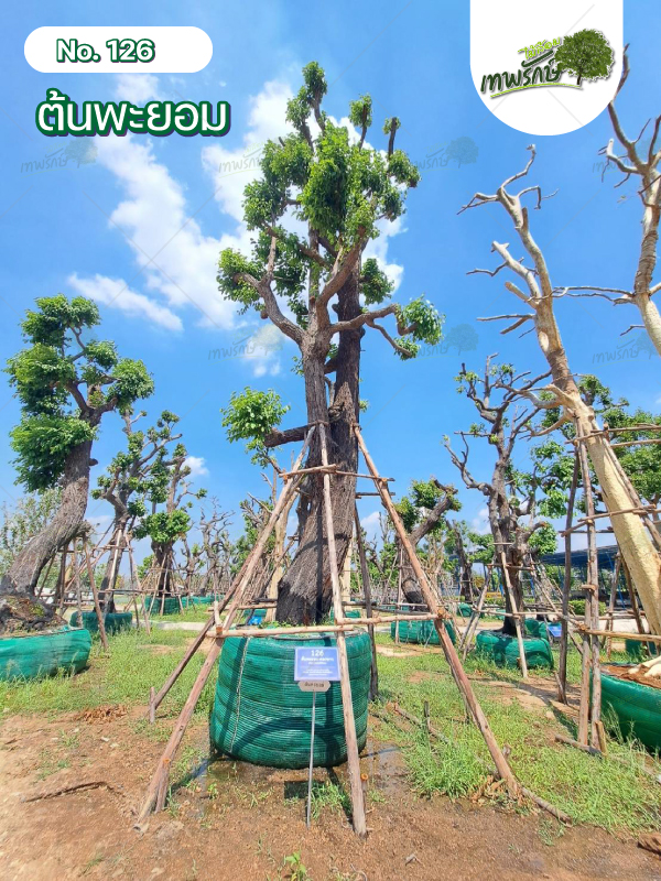 ต้นพะยอม No.126