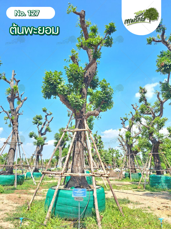 ต้นพะยอม No.127