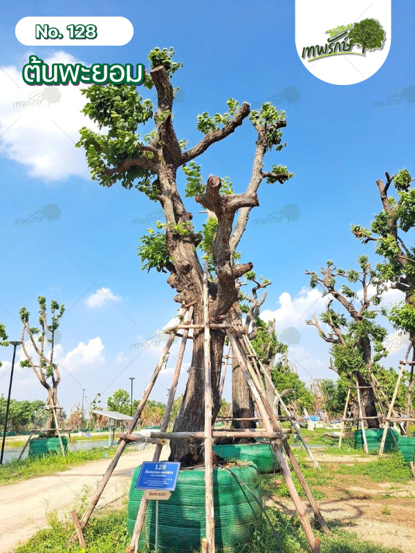 ต้นพะยอม No.128