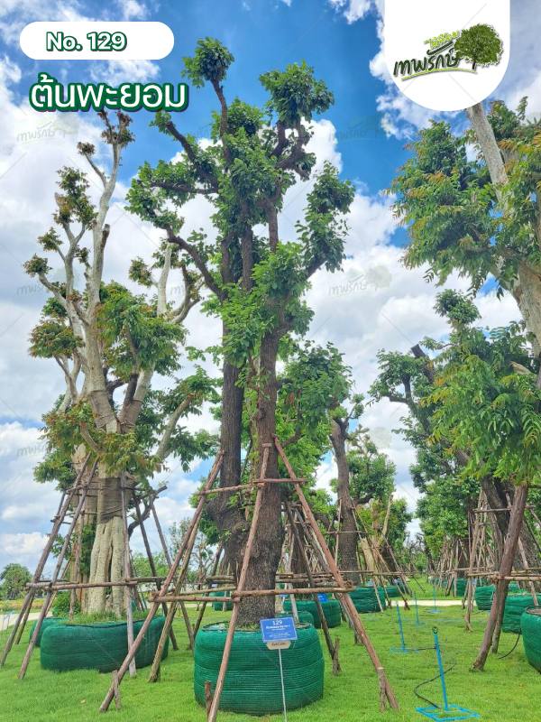 ต้นพะยอม No.129