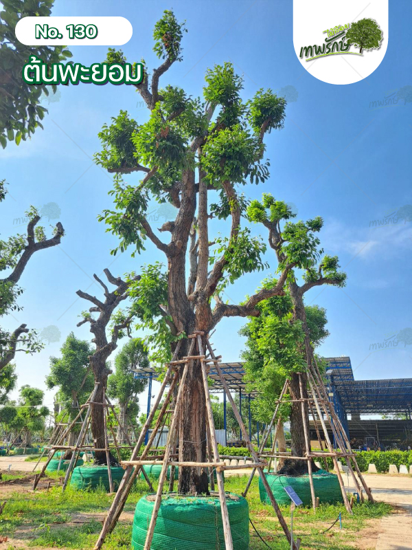 ต้นพะยอม No.130