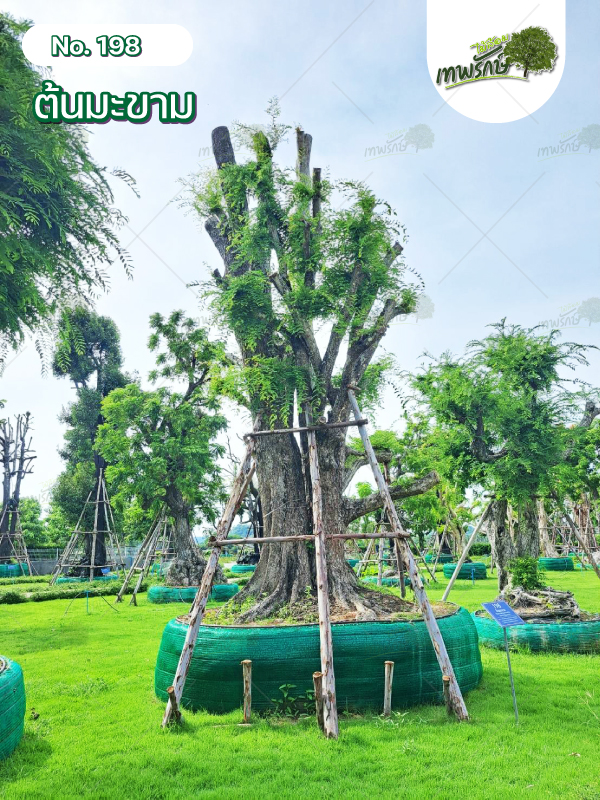 ต้นมะขาม No.198