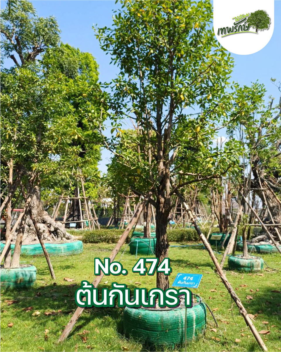 ต้นกันเกรา No.474