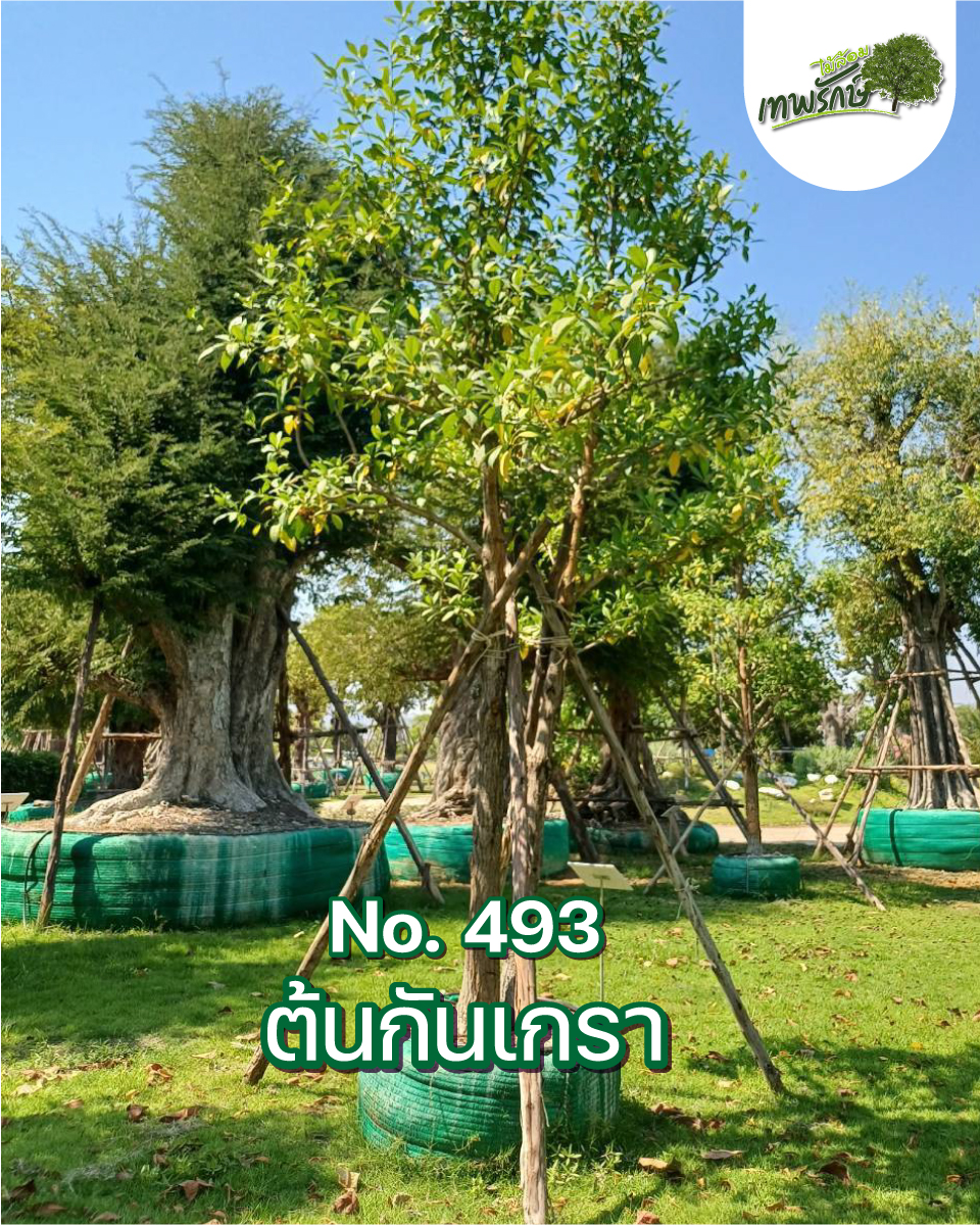 ต้นกันเกรา No.493