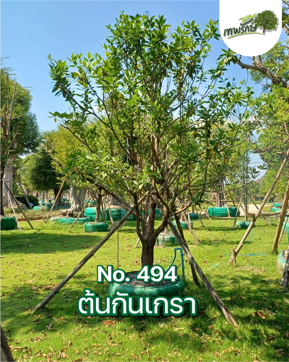 ต้นกันเกรา No.494