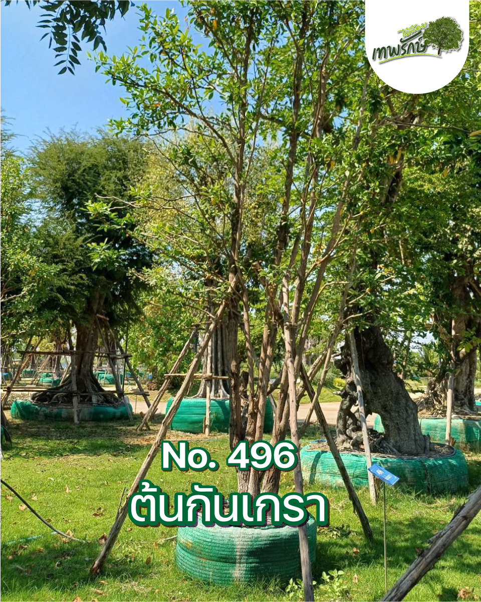 ต้นกันเกรา No.496