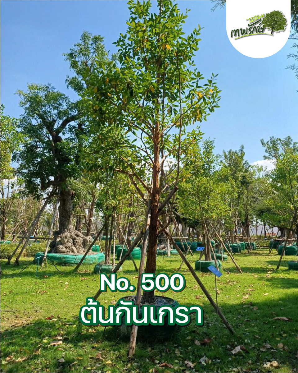 ต้นกันกันเกรา No.500