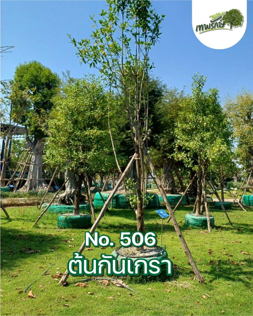 ต้นกันเกรา No.506