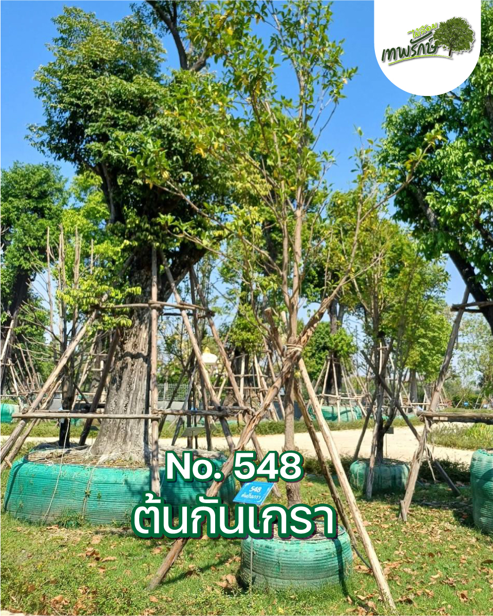ต้นกันเกรา No.548